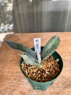 2026年最新】アガベモンタナの人気アイテム - メルカリ