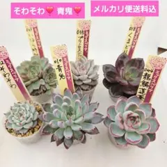 2026年最新】龍鱗蓮華の人気アイテム - メルカリ