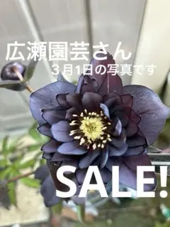 2026年最新】広瀬園芸の人気アイテム - メルカリ