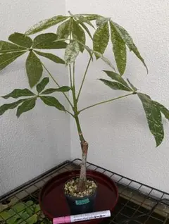 2026年最新】パキラ ミルキーウェイの人気アイテム - メルカリ