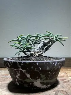 2026年最新】キリンドリフォリアの人気アイテム - メルカリ