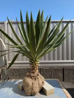 2026年最新】ユッカ グロリオサの人気アイテム - メルカリ