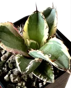 2026年最新】アガベ ブラック&ブルー錦の人気アイテム - メルカリ