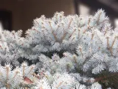 2026年最新】コロラドトウヒの人気アイテム - メルカリ