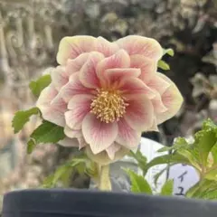 2026年最新】広瀬園芸 ソレイユの人気アイテム - メルカリ