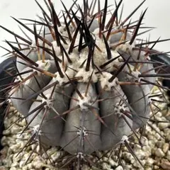 2026年最新】サボテン 黒王丸の人気アイテム - メルカリ