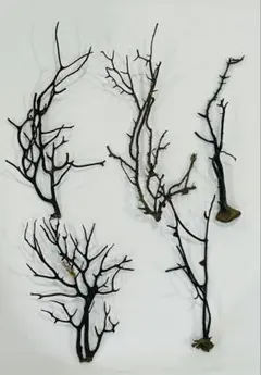 2026年最新】アクアリウム ウミウチワの人気アイテム - メルカリ