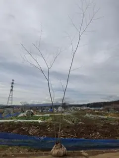 2026年最新】コハウチワカエデ 山採りの人気アイテム - メルカリ