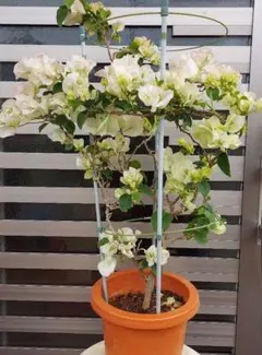 2026年最新】ブーゲンビレアの人気アイテム - メルカリ