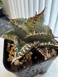 2026年最新】アガベキングコングの人気アイテム - メルカリ