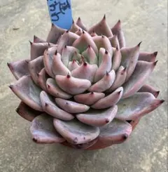 2026年最新】相府蓮の人気アイテム - メルカリ