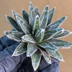 2026年最新】笹の雪錦の人気アイテム - メルカリ