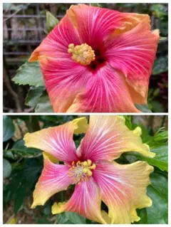 2026年最新】ハイビスカスの人気アイテム - メルカリ