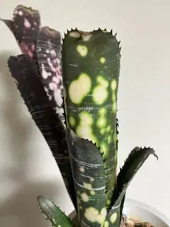 2026年最新】ドミンゴスマルティンスの人気アイテム - メルカリ