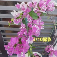 2026年最新】ブーゲンビレア苗木の人気アイテム - メルカリ