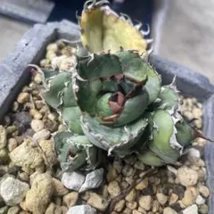 2026年最新】1981 アガベの人気アイテム - メルカリ