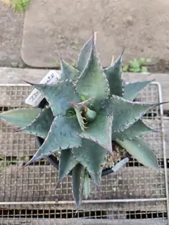 2026年最新】パラサナ マルガリータの人気アイテム - メルカリ