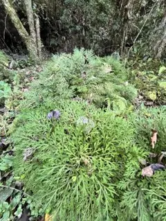 2026年最新】岩松 イワヒバの人気アイテム - メルカリ