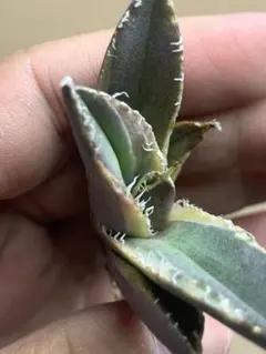 2026年最新】アガベ sad 錦の人気アイテム - メルカリ