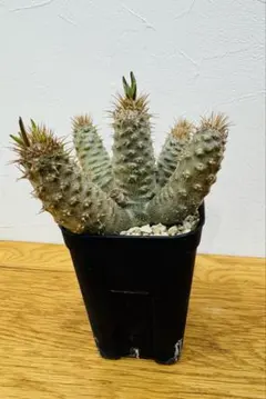 2026年最新】カクチペスの人気アイテム - メルカリ