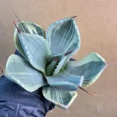 2026年最新】チタノタ斑入りの人気アイテム - メルカリ