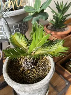 2026年最新】蘇鉄 ソテツの人気アイテム - メルカリ