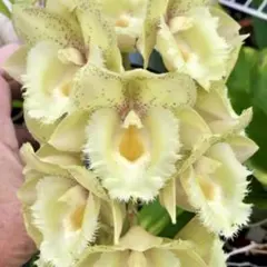 2026年最新】カタセタムの人気アイテム - メルカリ