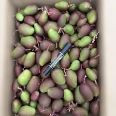 2026年最新】摘果マンゴーの人気アイテム - メルカリ