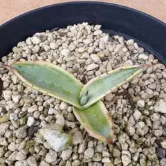 2026年最新】アガベ リップルエフェクトの人気アイテム - メルカリ