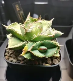 2026年最新】皇冠 アガベの人気アイテム - メルカリ