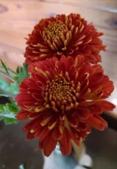 2026年最新】菊苗 冬至芽の人気アイテム - メルカリ