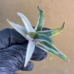 2026年最新】アガベ氷山の人気アイテム - メルカリ