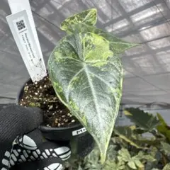 アロカシア マハラニ アルボバリエガータ 極斑 - メルカリ