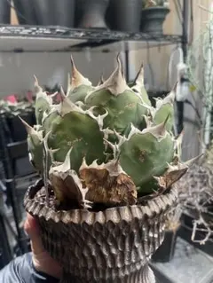 2026年最新】オアハカ オテロイ 現地球の人気アイテム - メルカリ