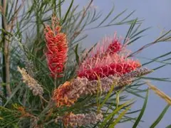 2026年最新】グレビレア ピンクサプライズの人気アイテム - メルカリ