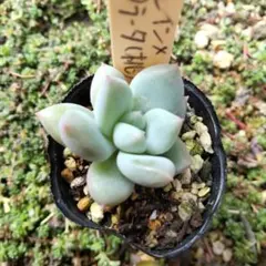 2026年最新】ミソップ苗の人気アイテム - メルカリ