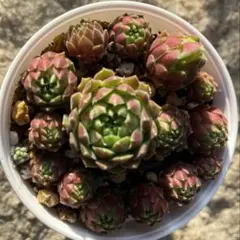 2026年最新】センペルビウムの人気アイテム - メルカリ