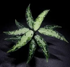 2026年最新】ピクタム アチェの人気アイテム - メルカリ