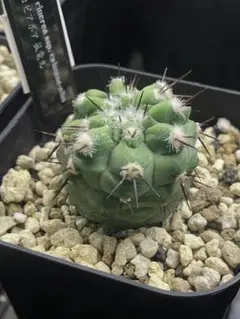 2026年最新】コピアポア 黒王丸現地球の人気アイテム - メルカリ