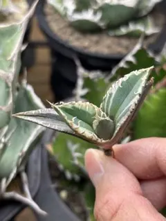 2026年最新】アガベ 狼人 錦の人気アイテム - メルカリ