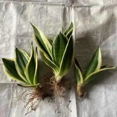 2026年最新】サンセベリア 希少の人気アイテム - メルカリ