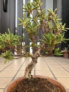 2026年最新】さつき 皐月 盆栽の人気アイテム - メルカリ