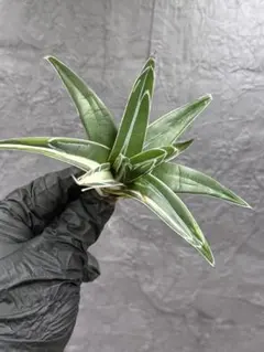 2026年最新】氷山 中斑の人気アイテム - メルカリ