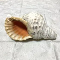 2026年最新】沖縄の法螺貝 ほら貝の人気アイテム - メルカリ
