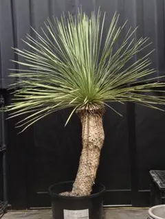 2026年最新】ユッカ リネアリフォリアの人気アイテム - メルカリ