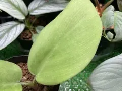 2026年最新】ホマロメナ 正規タグの人気アイテム - メルカリ