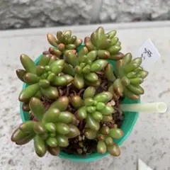 2026年最新】虹の玉の人気アイテム - メルカリ