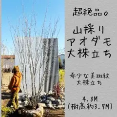 2026年最新】アオダモ 株立ちの人気アイテム - メルカリ