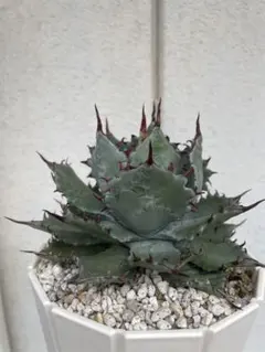 2026年最新】屈原 ハイブリッドの人気アイテム - メルカリ