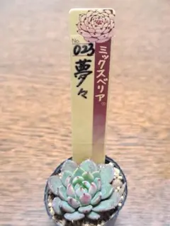 2026年最新】多肉の人気アイテム - メルカリ